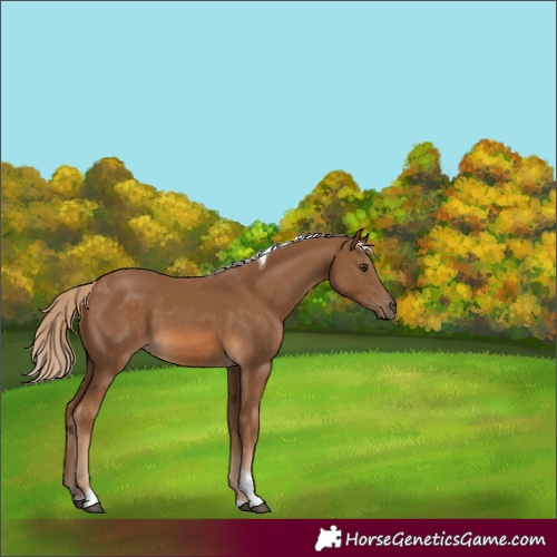 Horse Color:Chocolate Palomino Tobiano 