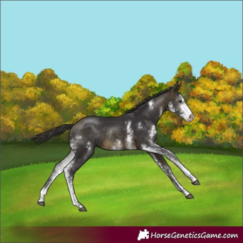 Horse Color:Buckskin Sabino Rabicano 