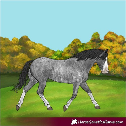 Horse Color:Blue Roan Sabino Splash  and Blue Roan Sabino Splash 