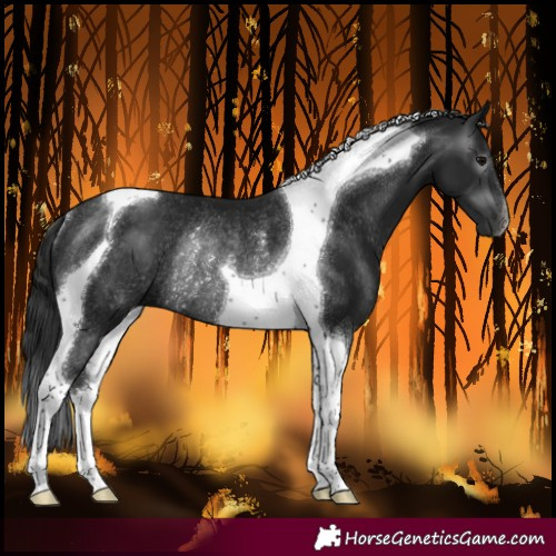 Horse Color:Gray Black Tobiano Rabicano 