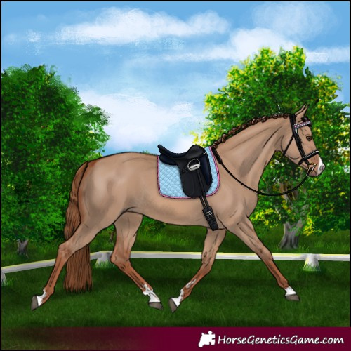 Horse Color:Red Dun 