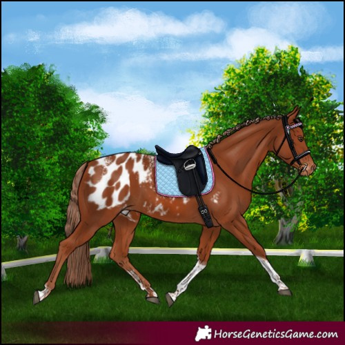 Horse Color:Powder White Chestnut Tobiano Appaloosa 