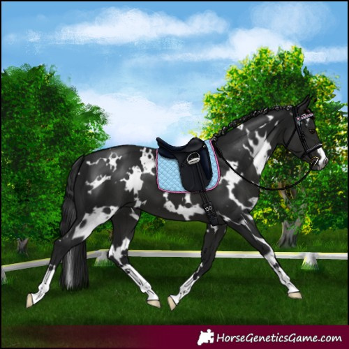 Horse Color:Gray White Spotted Black 