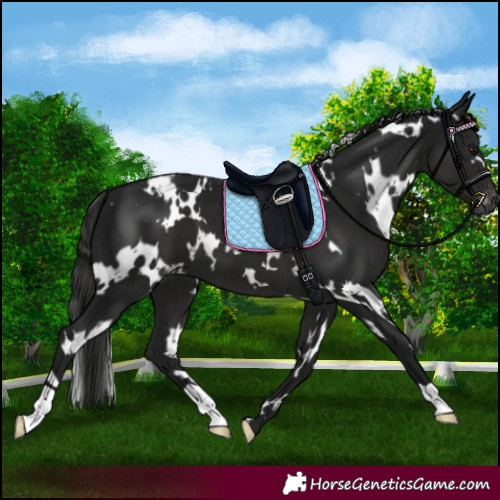Horse Color:Gray White Spotted Smoky Black Appaloosa 