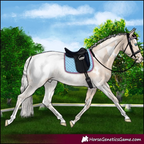 Horse Color:White Spotted Cremello Appaloosa 