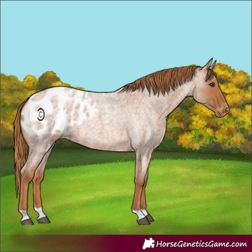 Horse Color:Red Roan Appaloosa 