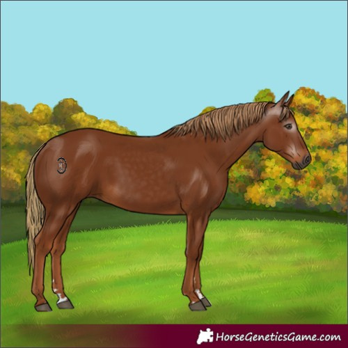 Horse Color:Gray Chestnut