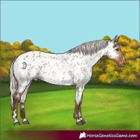 Horse Color:Silver Brown Dun Appaloosa