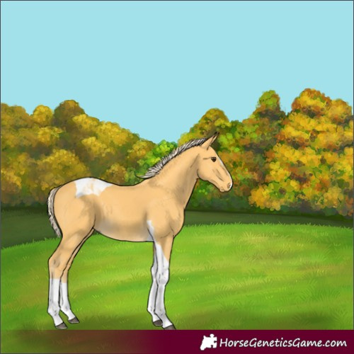 Horse Color:Palomino Splash Tobiano 