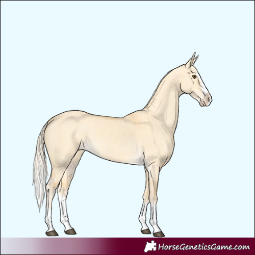 Horse Color:Palomino Dun Splash 