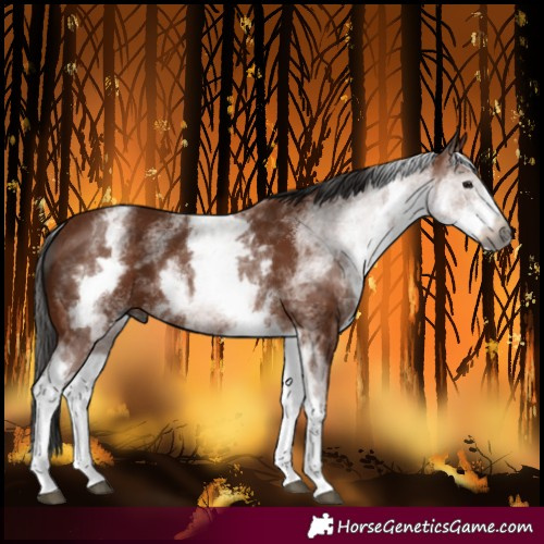 Horse Color:Gray White Spotted Bay