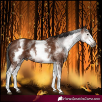 Horse Color:Gray White Spotted Bay 