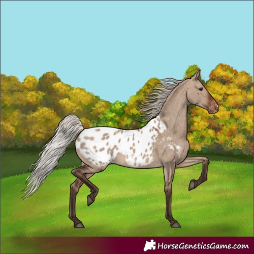 Horse Color:Silver Brown Dun Appaloosa