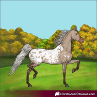 Horse Color:Silver Brown Dun Appaloosa 