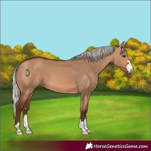 Horse Color:Silver Bay Dun 