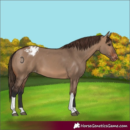 Horse Color:Brown Dun Tobiano Appaloosa