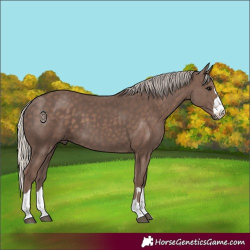 Horse Color:Silver Black 