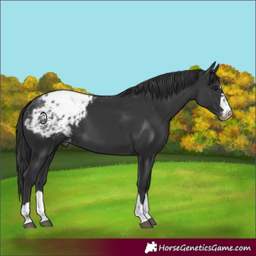 Horse Color:Black Appaloosa
