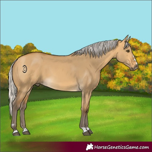 Horse Color:Silver Buckskin Dun