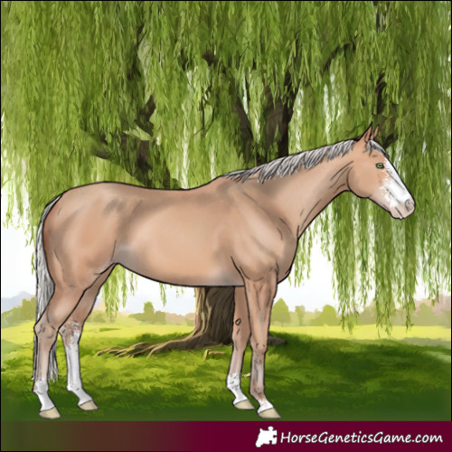 Horse Color:Silver Amber Champagne Sabino 