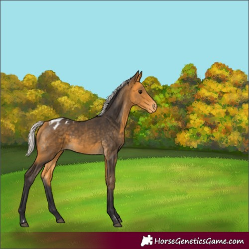 Horse Color:Silver Buckskin Appaloosa 