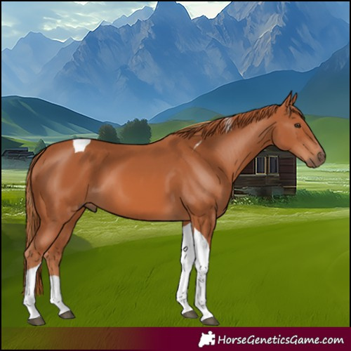 Horse Color:Chestnut Tobiano 