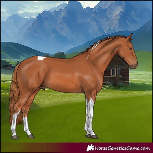 Horse Color:Chestnut Tobiano