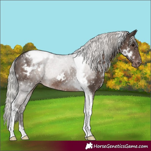 Horse Color:White Spotted Silver Black Tobiano Appaloosa Rabicano 