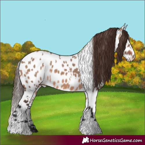 Horse Color:White Spotted Brown Dun Near Leopard 