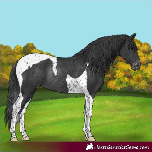 Horse Color:Black Tobiano Appaloosa Rabicano