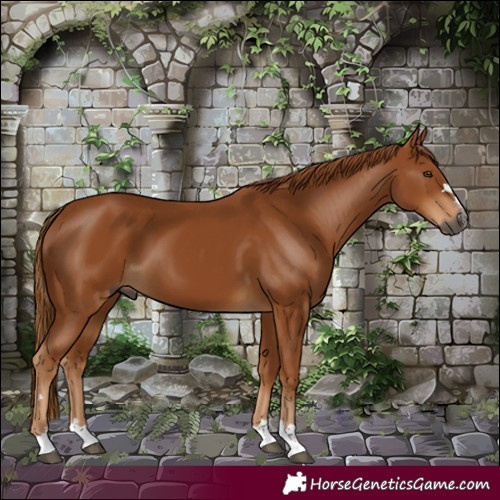 Horse Color:Gray Chestnut