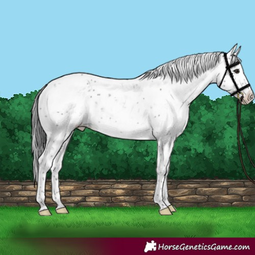 Horse Color:Black Sabino Varnish Rabicano