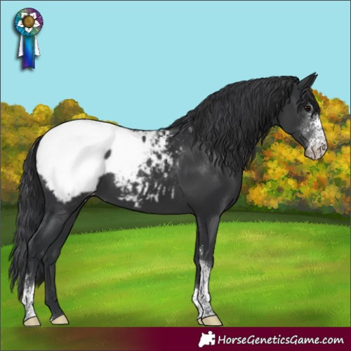 Horse Color:Black Sabino Tobiano Appaloosa Rabicano