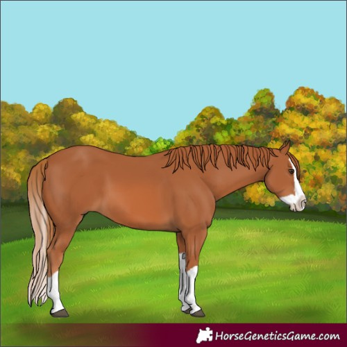 Horse Color:Chestnut Splash