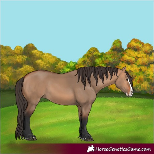 Horse Color:Bay Dun Splash 