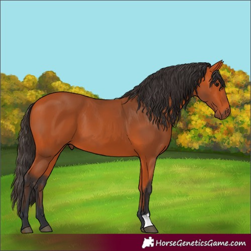 Horse Color:Bay 