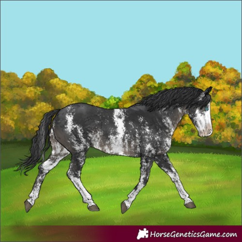 Horse Color:Unknown 