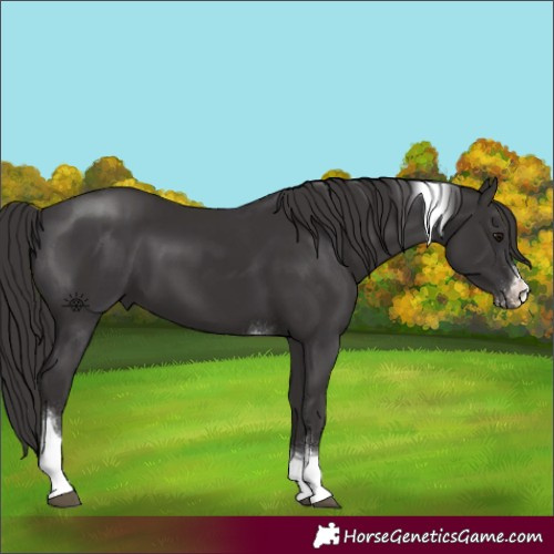 Horse Color:Smoky Black Sabino Tobiano 