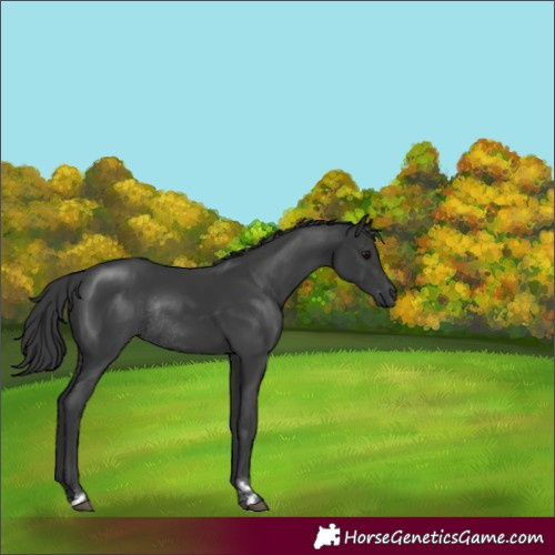 Horse Color:Black Rabicano 