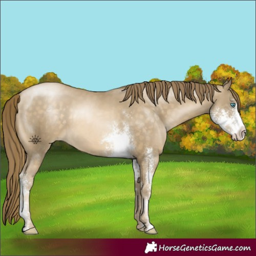 Horse Color:Buckskin Pearl Sabino Rabicano