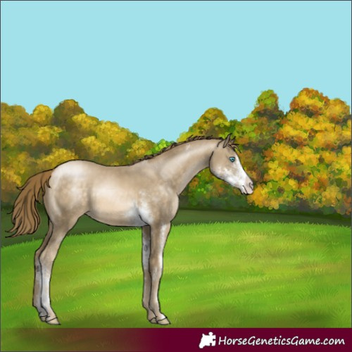 Horse Color:Buckskin Pearl Sabino Rabicano
