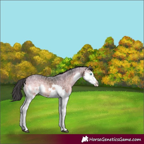 Horse Color:Brown Ice Onyx Sabino Splash