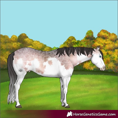 Horse Color:Brown Ice Onyx Sabino Splash