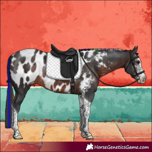 Horse Color:Painted Brown Sabino Tobiano Blanket Rabicano 