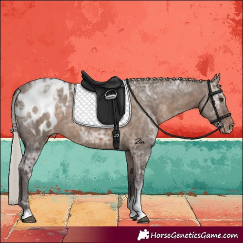 Horse Color:Silver Brown Ice Dun Sabino Blanket 