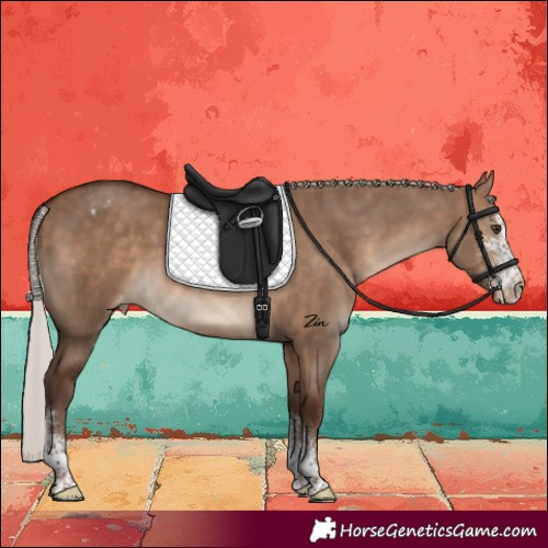 Horse Color:Silver Brown Dun Sabino Varnish 