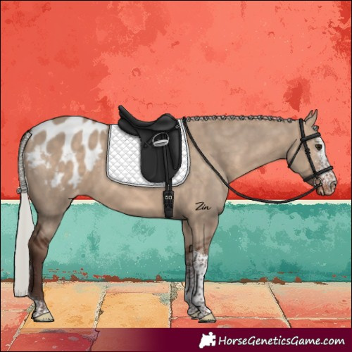 Horse Color:Silver Brown Dun Sabino Tobiano Appaloosa 
