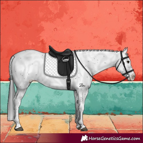 Horse Color:Brown Sabino 