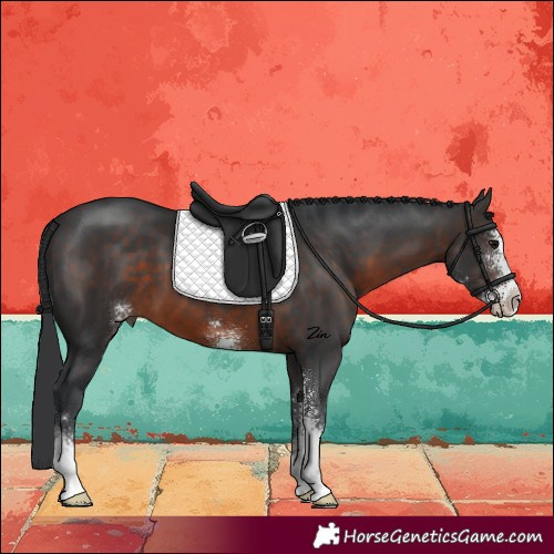 Horse Color:Brown Sabino 