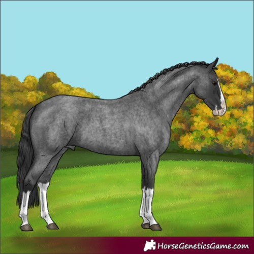 Horse Color:Blue Roan Splash 